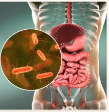probiotic strain