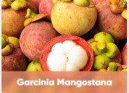 Garcinia Mangostana