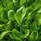 Spinach
