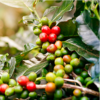 Chlorogenic Acid