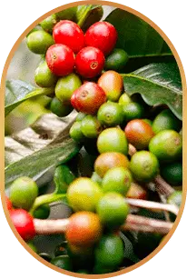 Chlorogenic Acid