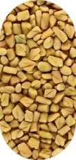 Fenugreek