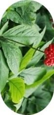 Panax Ginseng