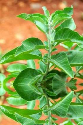 Ashwagandha
