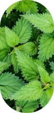 Nettle Root