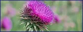 milk-thistle_50
