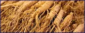 panax-ginseng_50