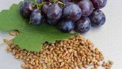 Grapeseed