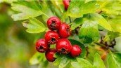 Hawthorn